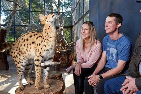 African Cat Encounter At Werribee Open Range Zoo - Accommodation Gladstone 0