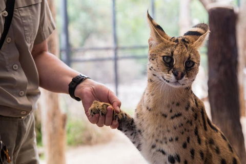 African Cat Encounter At Werribee Open Range Zoo - Accommodation Gladstone 1
