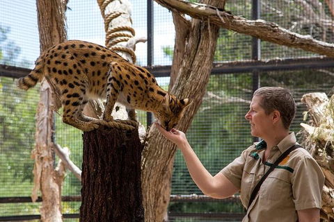 African Cat Encounter At Werribee Open Range Zoo - Accommodation Gladstone 2