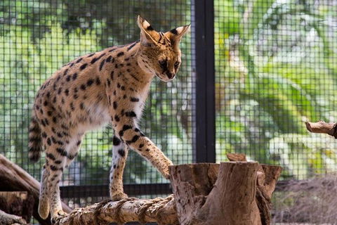 African Cat Encounter At Werribee Open Range Zoo - Accommodation Gladstone 3
