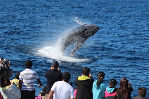 Tangalooma Island Resort Whale Watching Day Cruise - Accommodation Gladstone 0