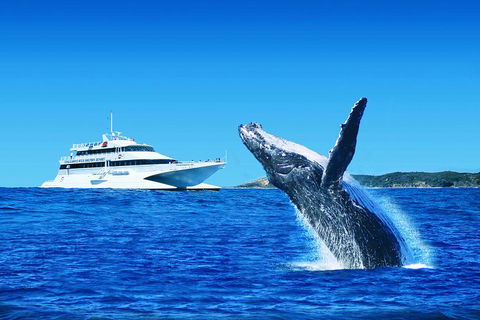 Tangalooma Island Resort Whale Watching Day Cruise - Accommodation Gladstone 1