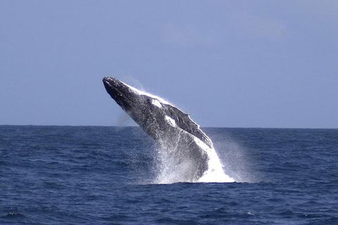 Tangalooma Island Resort Whale Watching Day Cruise - Accommodation Gladstone 4