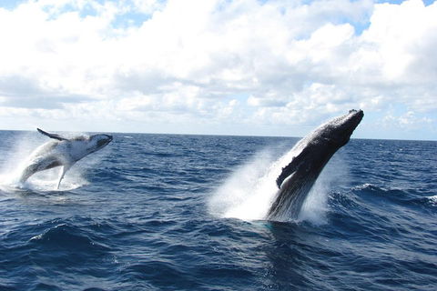 Tangalooma Island Resort Whale Watching Day Cruise With Dolphin Feeding - Accommodation Gladstone 1