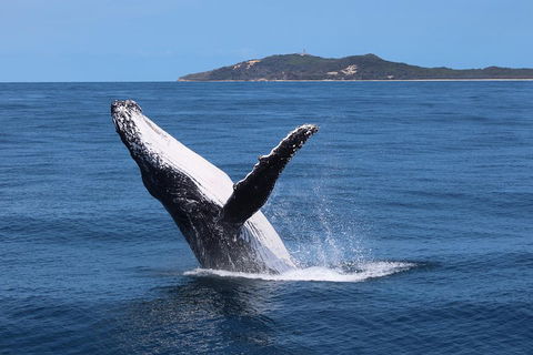 Tangalooma Island Resort Whale Watching Day Cruise With Dolphin Feeding - Accommodation Gladstone 3