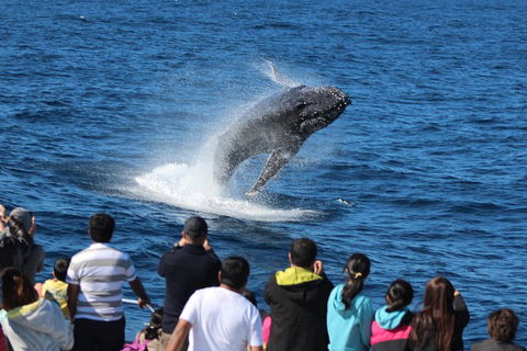 Tangalooma Island Resort Whale Watching Day Cruise With Dolphin Feeding - Accommodation Gladstone 5
