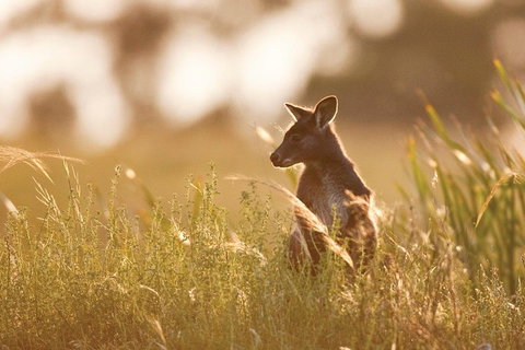Sunset Blue Mountains Wilderness & Wildlife Tour Without The Crowds - Accommodation Gladstone 0