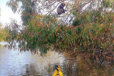 Kangaroo Island Self-Guided Kayaking On The Harriet River - Accommodation Gladstone 4