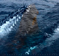 Phillip Island Whale Watching Tour - Accommodation Gladstone