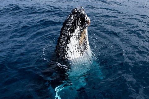 Phillip Island Whale Watching Tour - Accommodation Gladstone 0