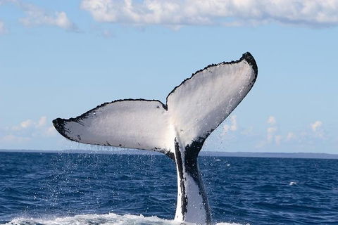 Phillip Island Whale Watching Tour - Accommodation Gladstone 3