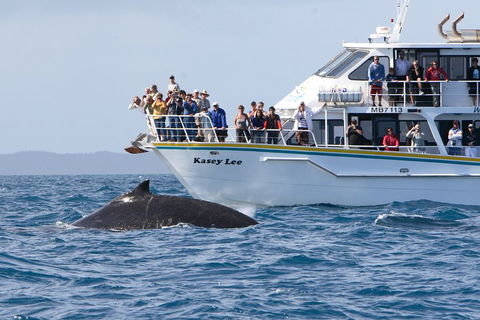 Phillip Island Whale Watching Tour - Accommodation Gladstone 4