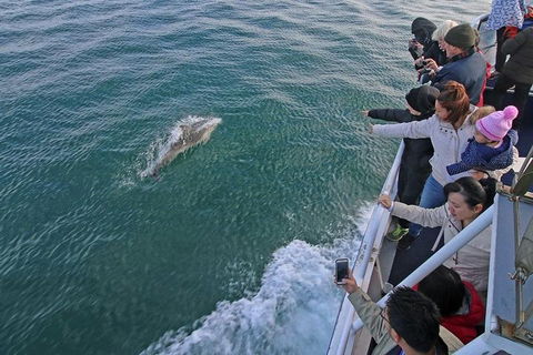 Phillip Island Whale Watching Tour - Accommodation Gladstone 5