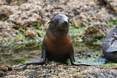 Phillip Island Seal-Watching Cruise - Accommodation Gladstone 0