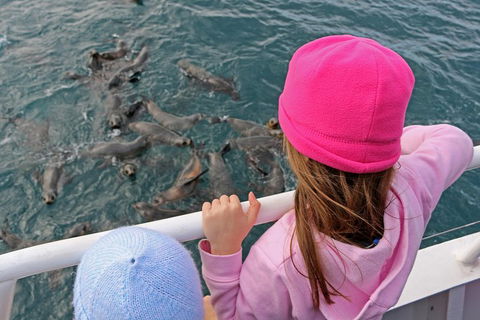 Phillip Island Seal-Watching Cruise - Accommodation Gladstone 2