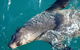 Phillip Island Seal-Watching Cruise - thumb 3