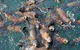 Phillip Island Seal-Watching Cruise - thumb 4
