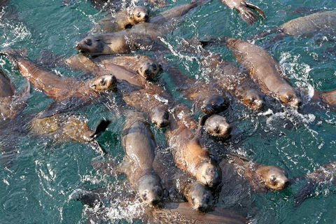 Phillip Island Seal-Watching Cruise - Accommodation Gladstone 4