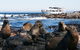 Phillip Island Seal-Watching Cruise - thumb 5