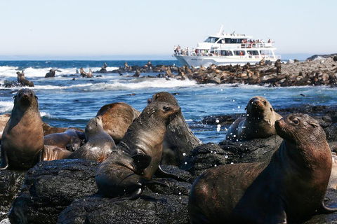 Phillip Island Seal-Watching Cruise - Accommodation Gladstone 5