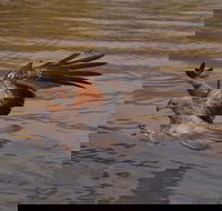 Litchfield and Jumping Crocodiles Full Day Trip from Darwin - Accommodation Gladstone
