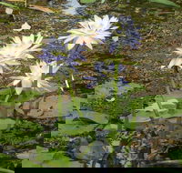 Yellow Water Cruise - Kakadu - Accommodation Gladstone