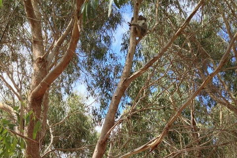 Kangaroo Island 4WD Tour - Best Of KI In 2 Days - Accommodation Gladstone 0