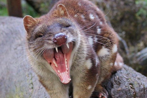 After Dark Tasmanian Devil Feeding Tour At Cradle Mountain - Accommodation Gladstone 0