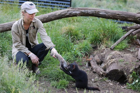 After Dark Tasmanian Devil Feeding Tour At Cradle Mountain - Accommodation Gladstone 1