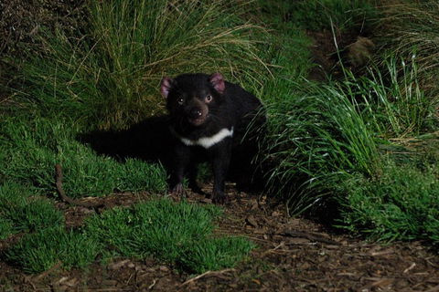 After Dark Tasmanian Devil Feeding Tour At Cradle Mountain - Accommodation Gladstone 4