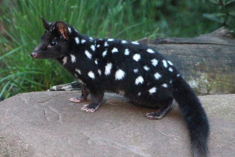 After Dark Tasmanian Devil Feeding Tour At Cradle Mountain - Accommodation Gladstone 5