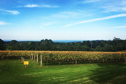 Yarra Valley Private Car Winery Tour And Chocolate.1-7 Passengers One Car Price - Accommodation Gladstone 0