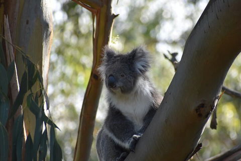 Healesville Sanctuary And Phillip Island Wildlife Bus Tour - Accommodation Gladstone 0