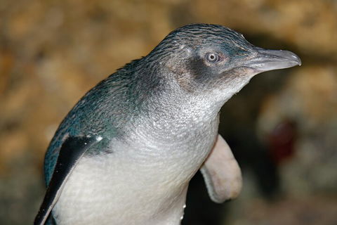 Healesville Sanctuary And Phillip Island Wildlife Bus Tour - Accommodation Gladstone 4