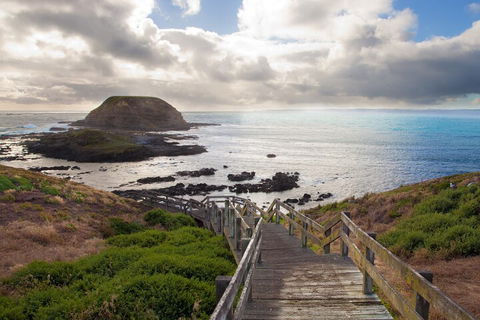Healesville Sanctuary And Phillip Island Wildlife Bus Tour - Accommodation Gladstone 5