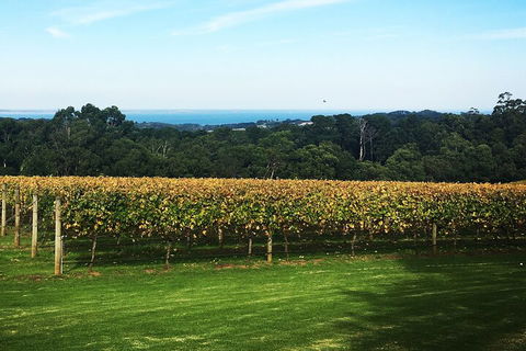 Yarra Valley Wine Tour Inc Lunch With A Glass Of Wine, Tastings And Chocolate - Accommodation Gladstone 2