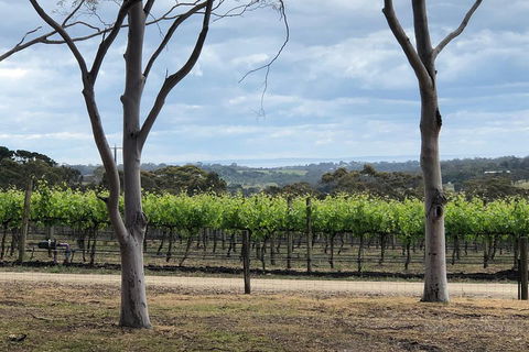 Yarra Valley Wine Tour Inc Lunch With A Glass Of Wine, Tastings And Chocolate - Accommodation Gladstone 3