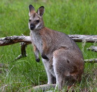 Ultimate Blue Mountains and Wildlife Tour