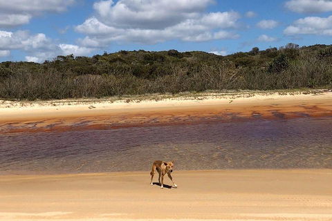 Pippies 3 Days 2 Nights Fraser Island Tour - Accommodation Gladstone 2