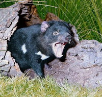 Private Blue Mountains Tour with Kangaroo and Koala Experience