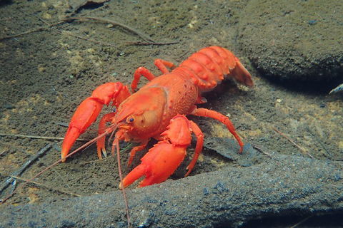 Blue Mountains Empress Canyon Adventure From Wentworth Falls - Accommodation Gladstone 4