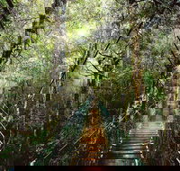 O'Reilly's  Lamington National Park from Gold Coast - Accommodation Gladstone
