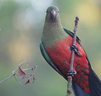 Inside the Greater Blue Mountains World Heritage - A Wildlife Safari Overnight