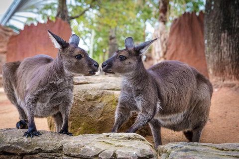 Australia Multi-City Attractions Pass - Accommodation Gladstone 4