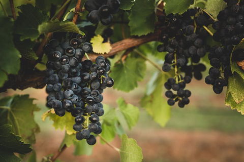 Hideaway Private Tours Hunter Valley- Indulgence Wine Tour (Full Day) - Accommodation Gladstone 3