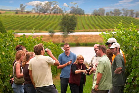 Yarra Valley Balloon Flight And Winery Tour - Accommodation Gladstone 4