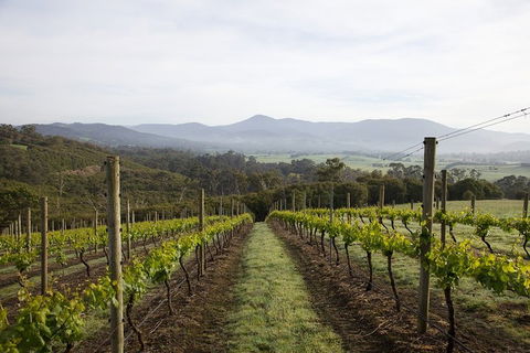 Yarra Valley 2-6 Guests Premium Food And Wine Inc Lunch At Dominique Portet - Accommodation Gladstone 1
