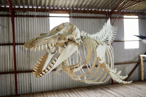 Albany's Whale Story - Accommodation Gladstone 3