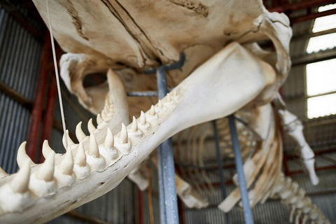 Albany's Whale Story - Accommodation Gladstone 5