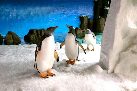 Penguin Passport At SEA LIFE Melbourne Aquarium - Accommodation Gladstone 1